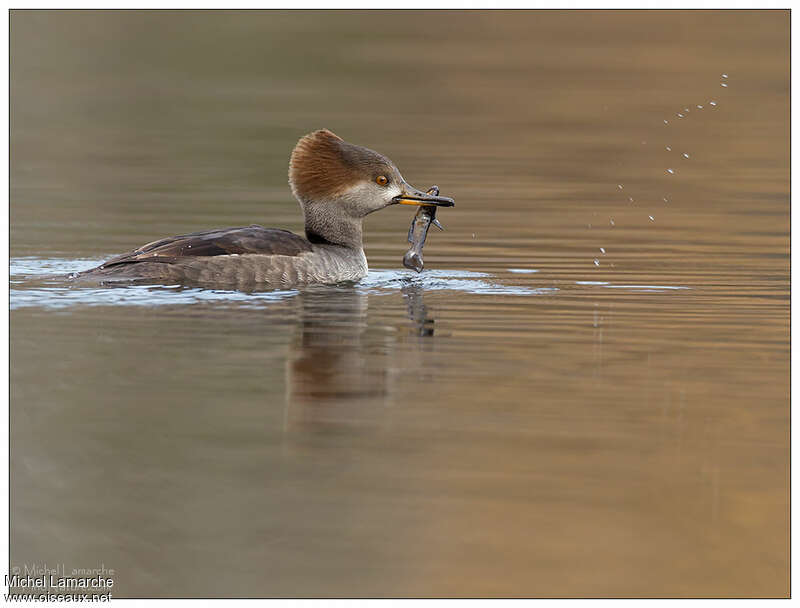 Hooded Merganser female adult, fishing/hunting