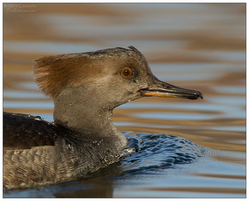 Hooded Merganser female adult