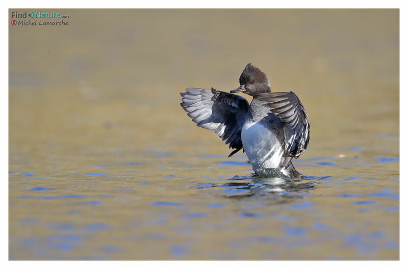 Hooded Merganser female adult