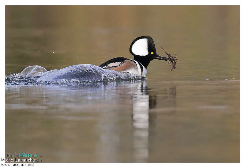 Hooded Merganser male adult, swimming, fishing/hunting