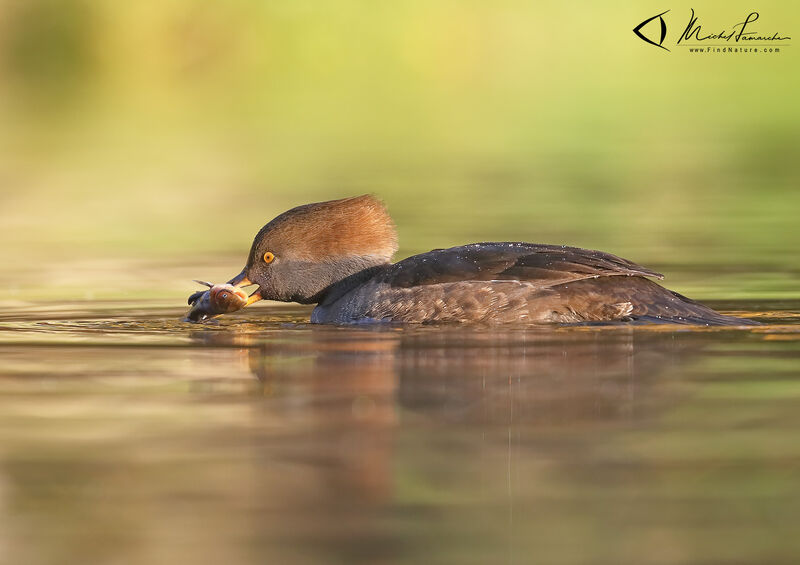 Hooded Merganser female adult, fishing/hunting