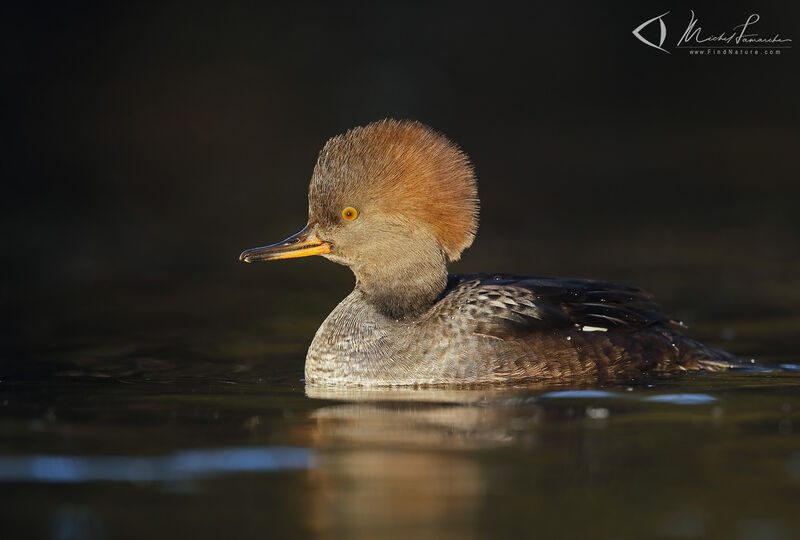 Hooded Merganser female adult