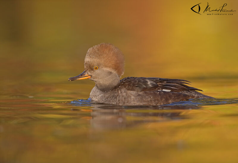 Hooded Merganser female adult