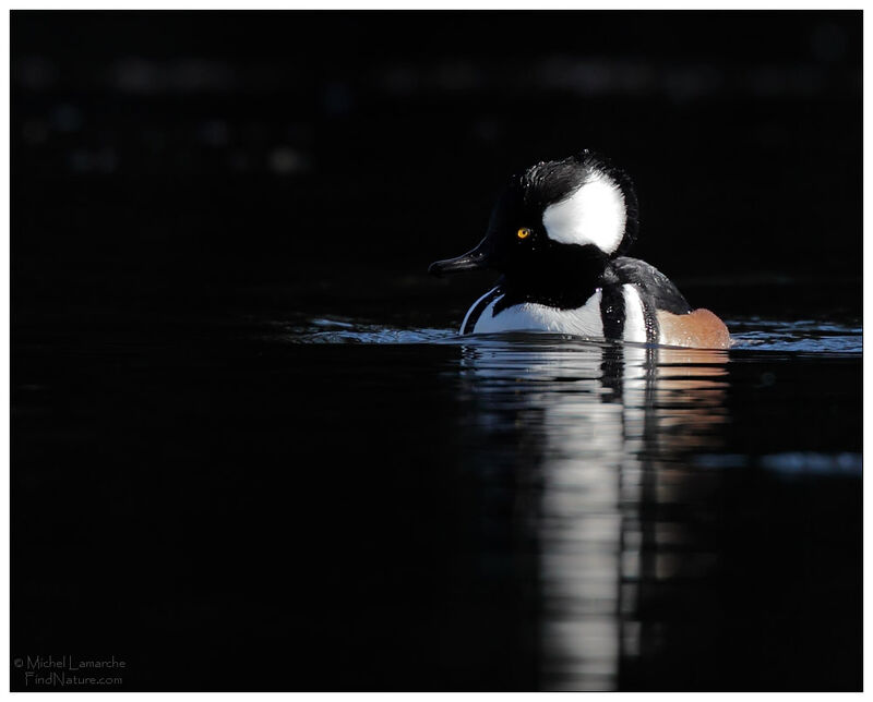 Hooded Merganser male adult