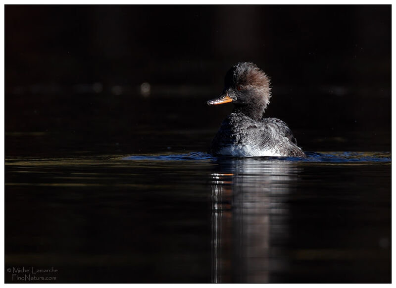 Hooded Merganser female adult