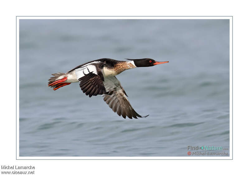 Red-breasted Merganser male adult, Flight