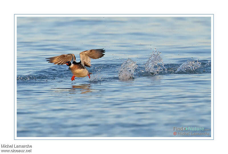 Red-breasted Merganser male adult, Flight, Behaviour