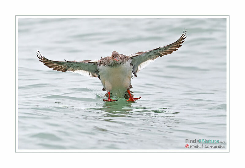 Red-breasted Merganser female adult, Flight