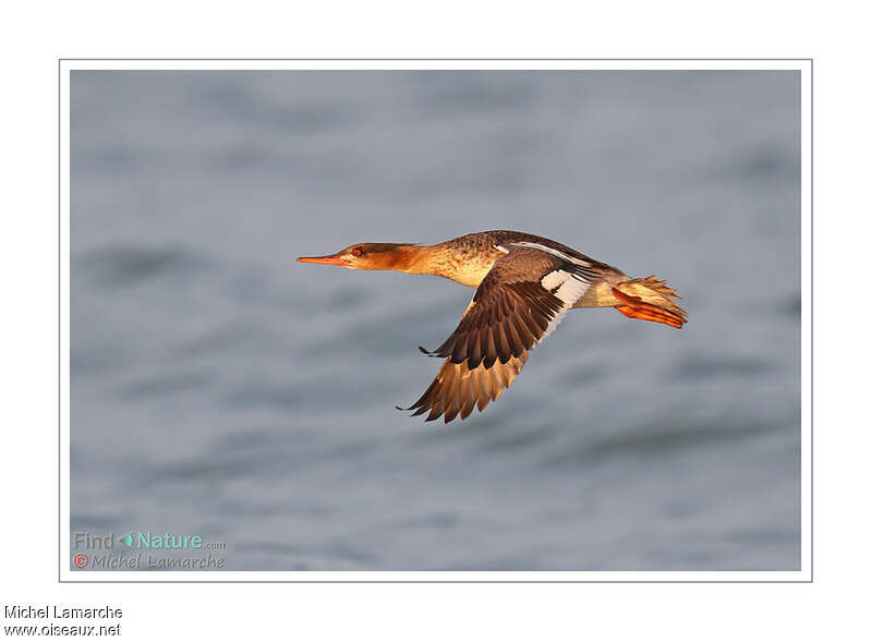 Red-breasted Merganser female adult, Flight