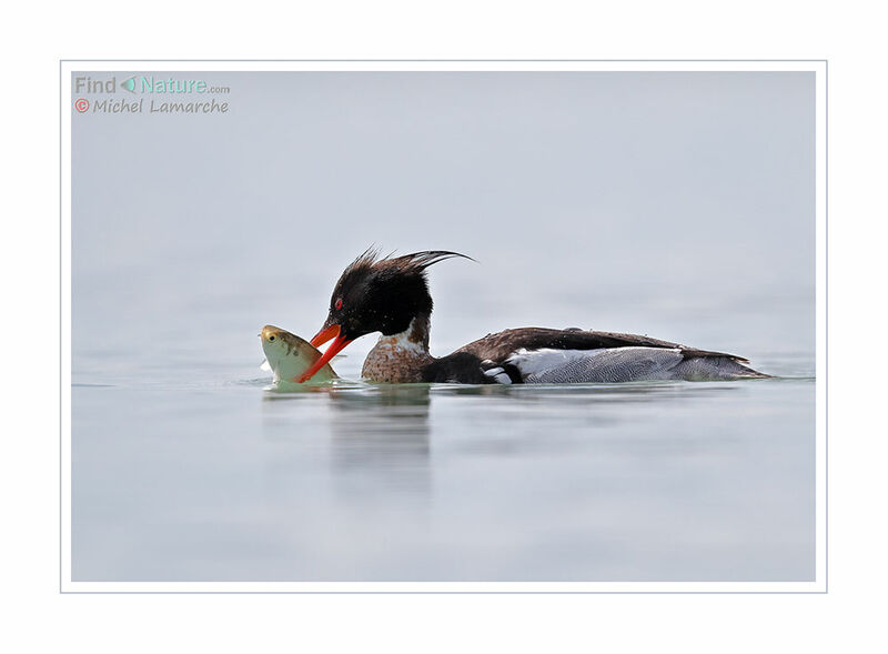 Red-breasted Merganser male subadult, fishing/hunting, eats