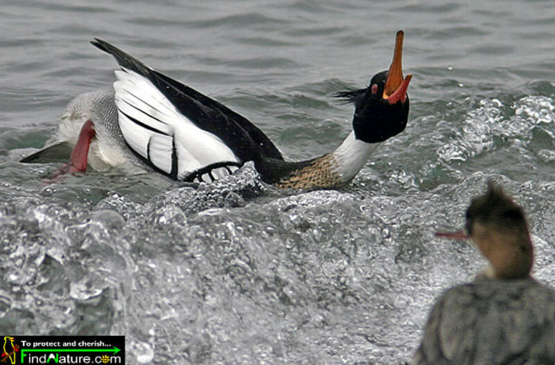 Red-breasted Merganser