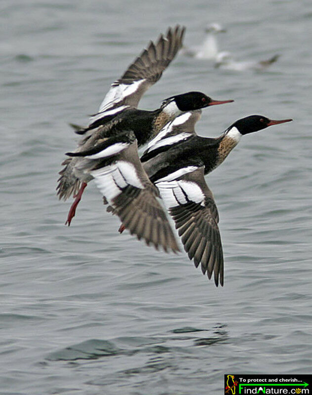 Red-breasted Merganser