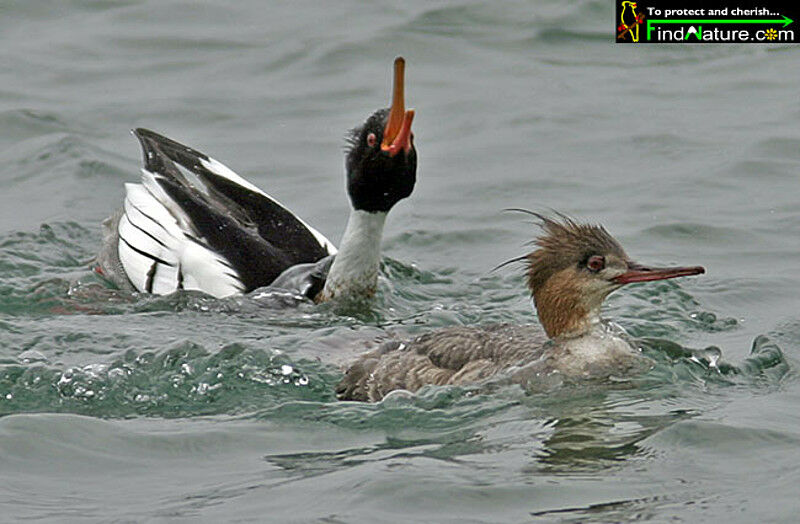 Red-breasted Merganser