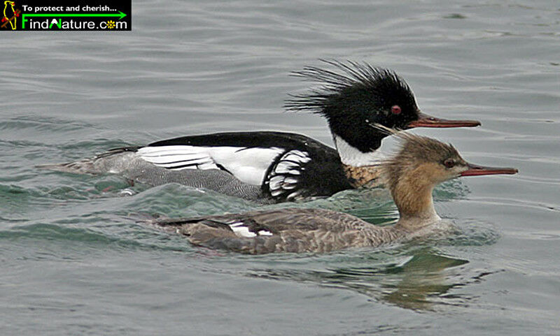 Red-breasted Merganser