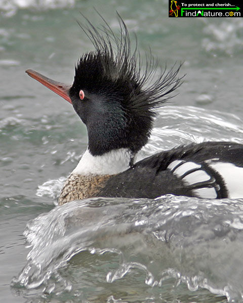 Red-breasted Merganser