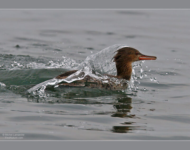 Red-breasted Merganser