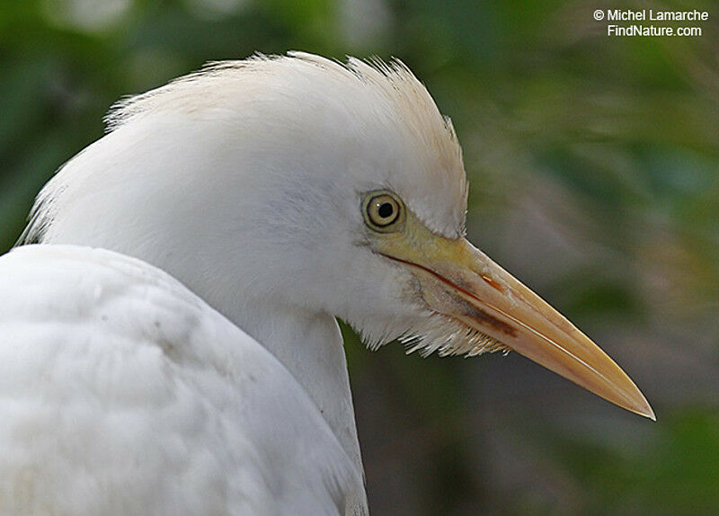 Western Cattle Egret