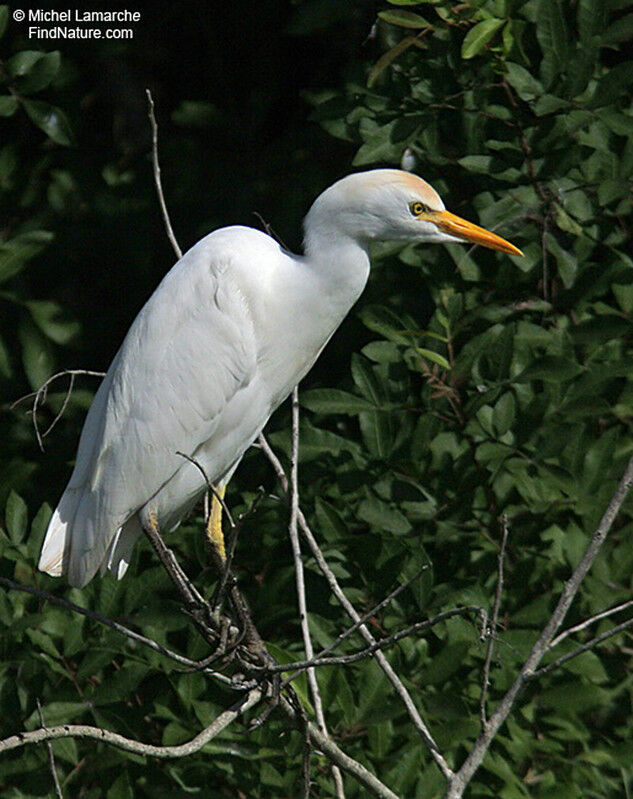 Western Cattle Egret