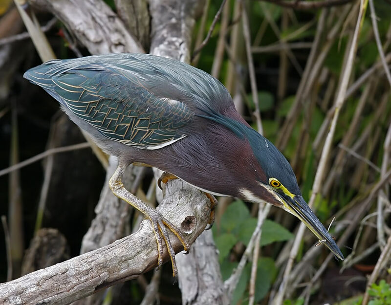 Green Heron