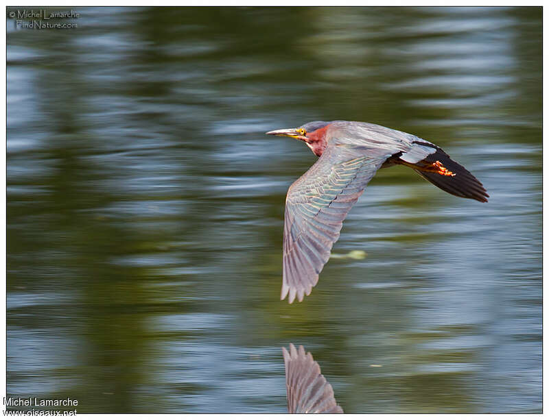 Green Heronadult, Flight