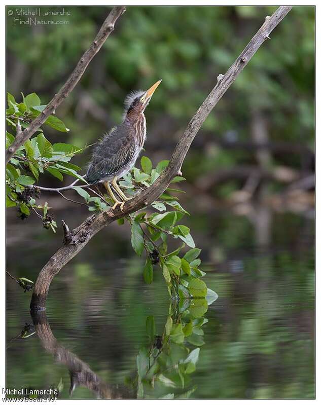 Green Heronjuvenile, identification