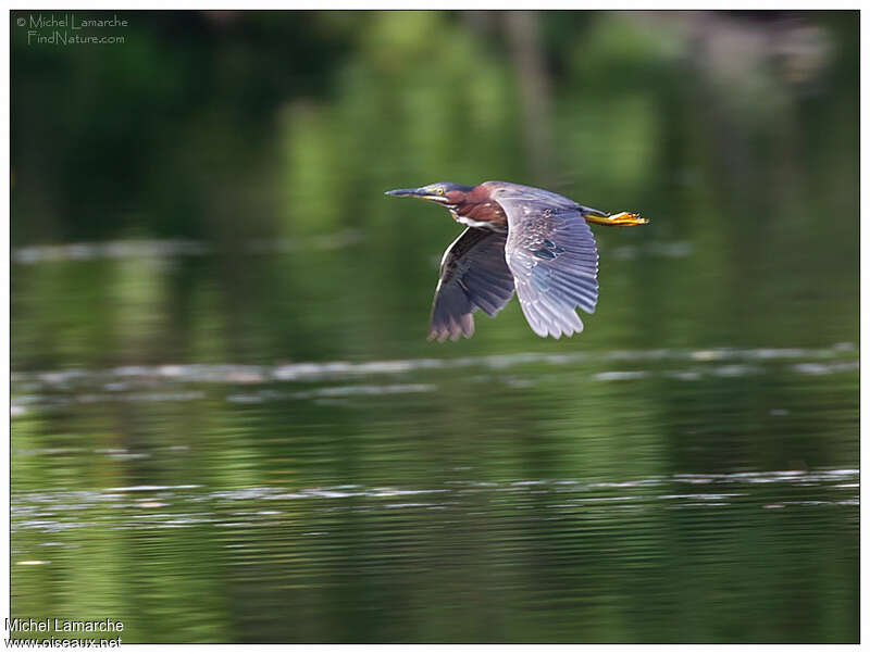 Green Heronadult, Flight