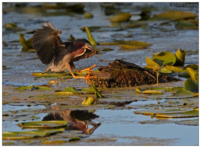 Green Heronadult, Flight, Behaviour