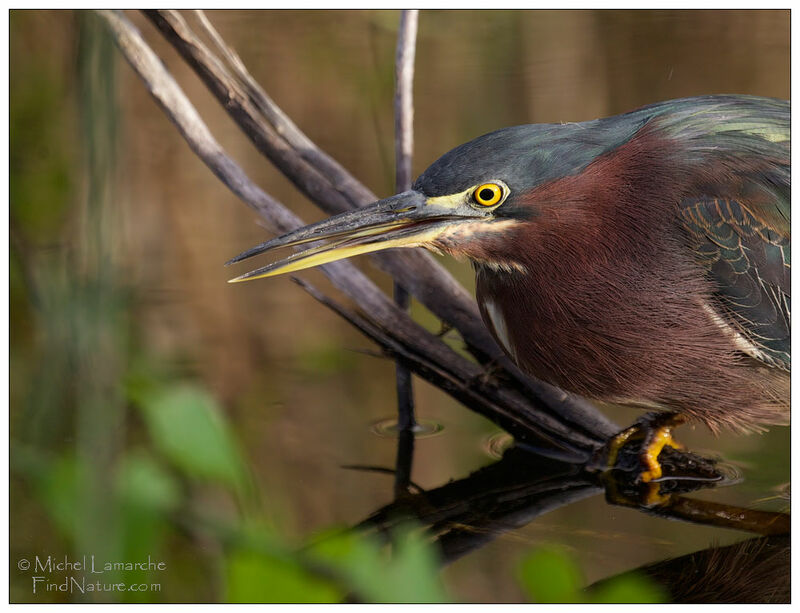 Green Heron