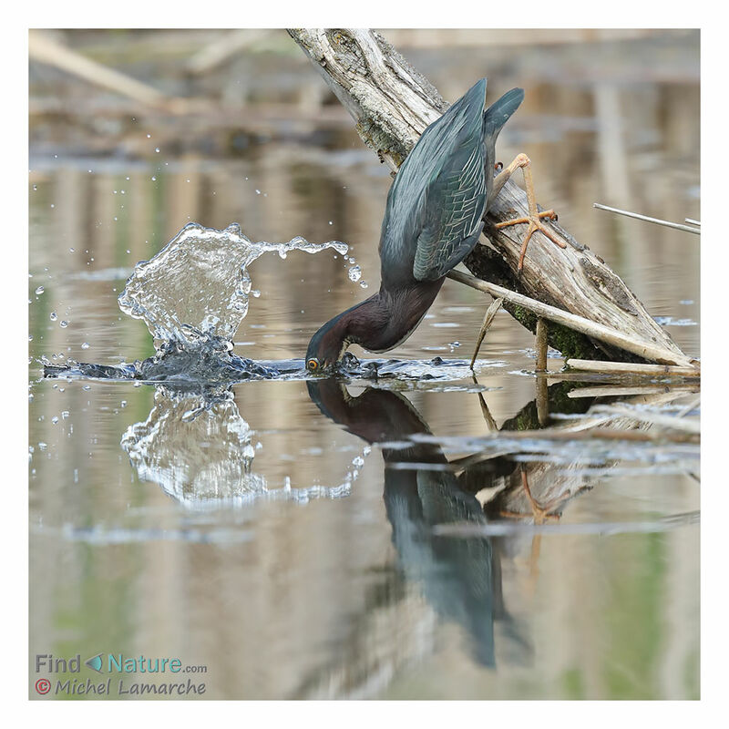 Green Heron, fishing/hunting