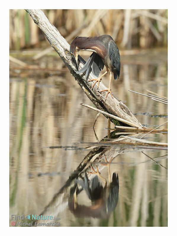 Green Heron