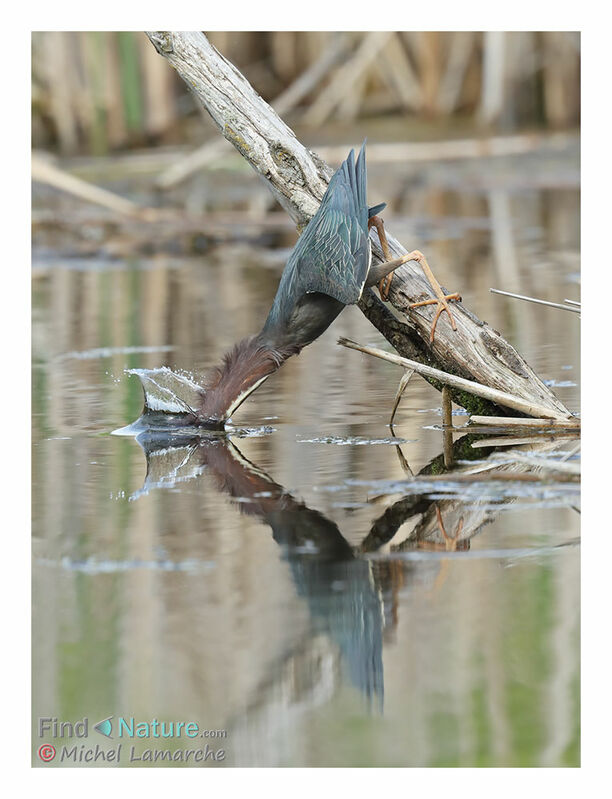 Héron vert, pêche/chasse