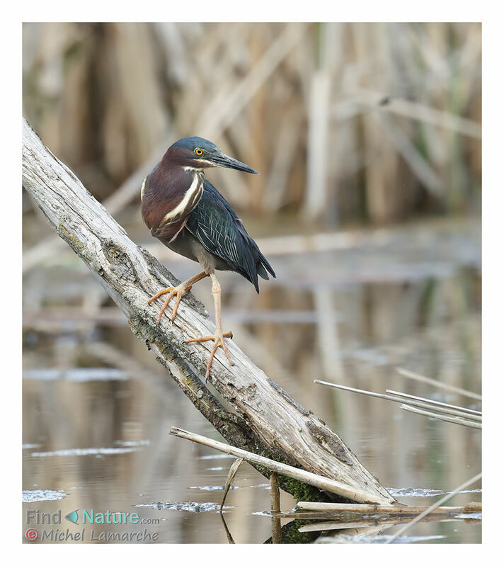 Green Heron