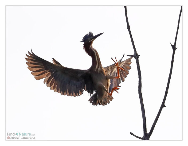 Green Heron, Flight