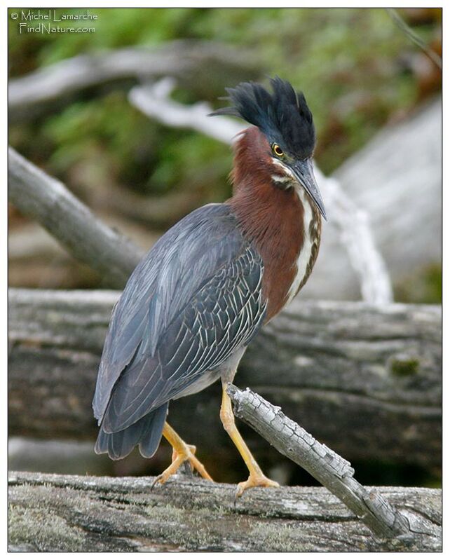 Green Heron