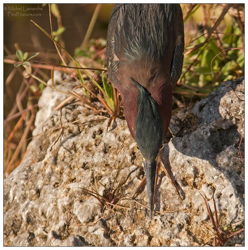 Green Heronadult