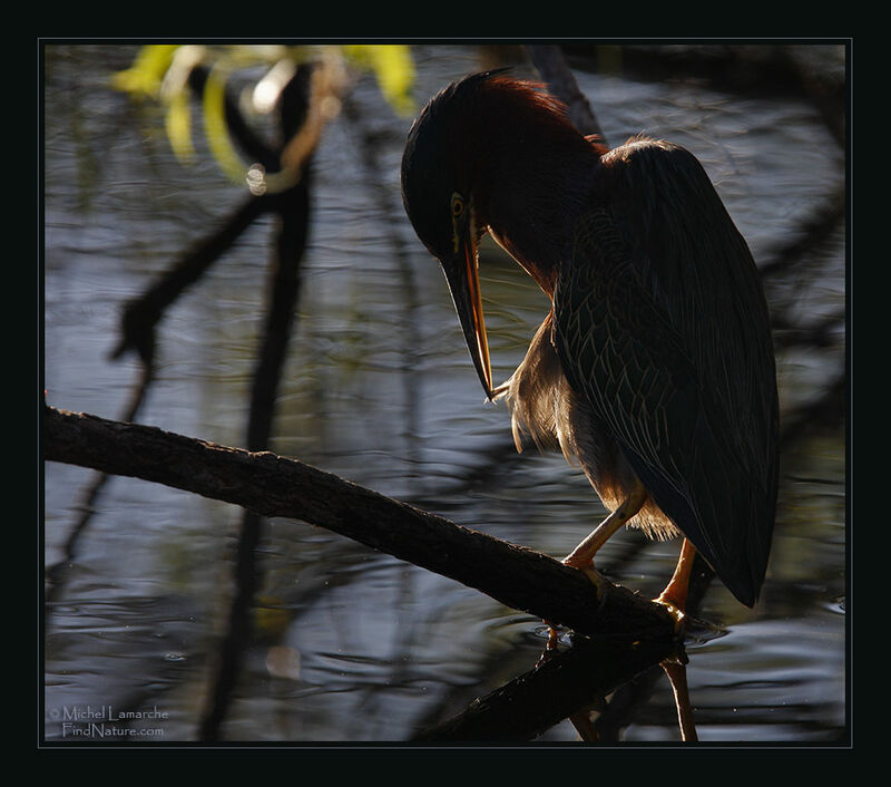 Green Heronadult, identification