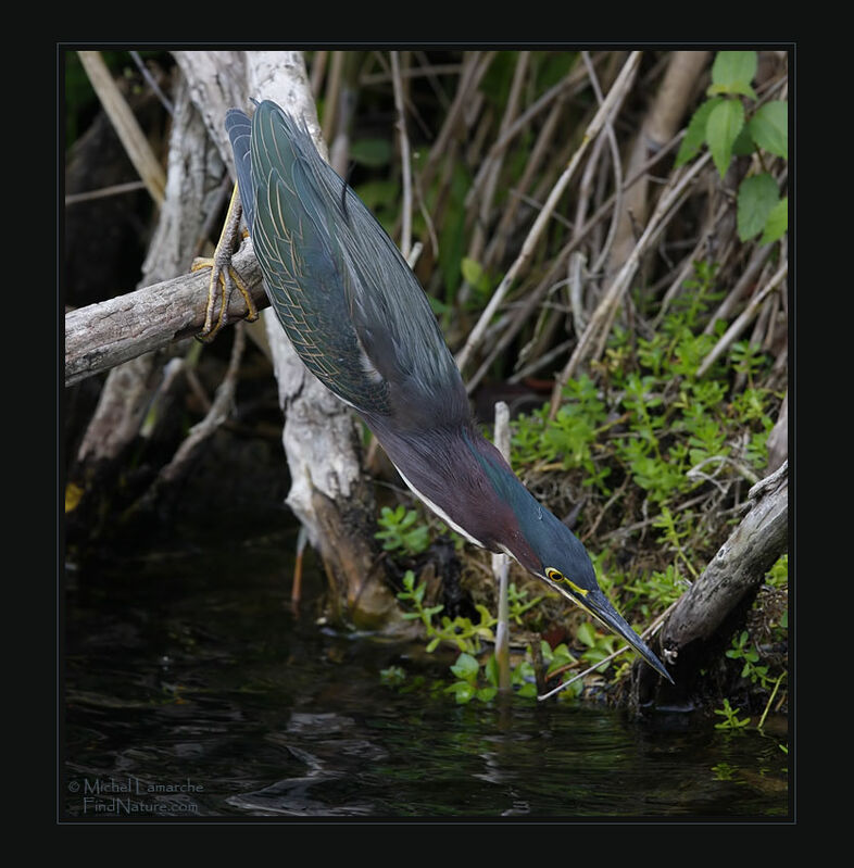 Green Heronadult, Behaviour