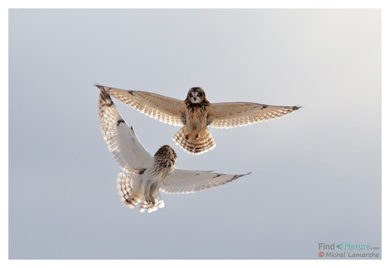 Hibou des maraisadulte, Vol