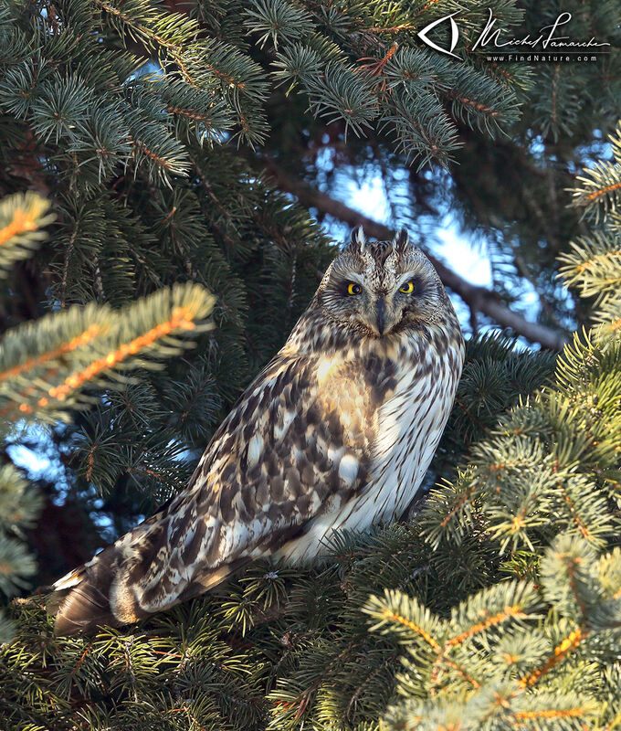 Hibou des marais