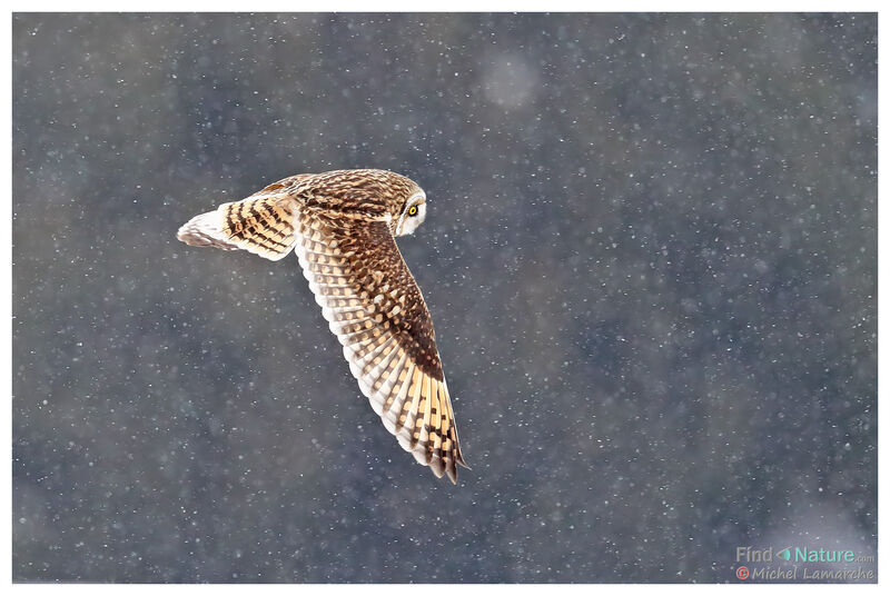 Short-eared Owl, Flight