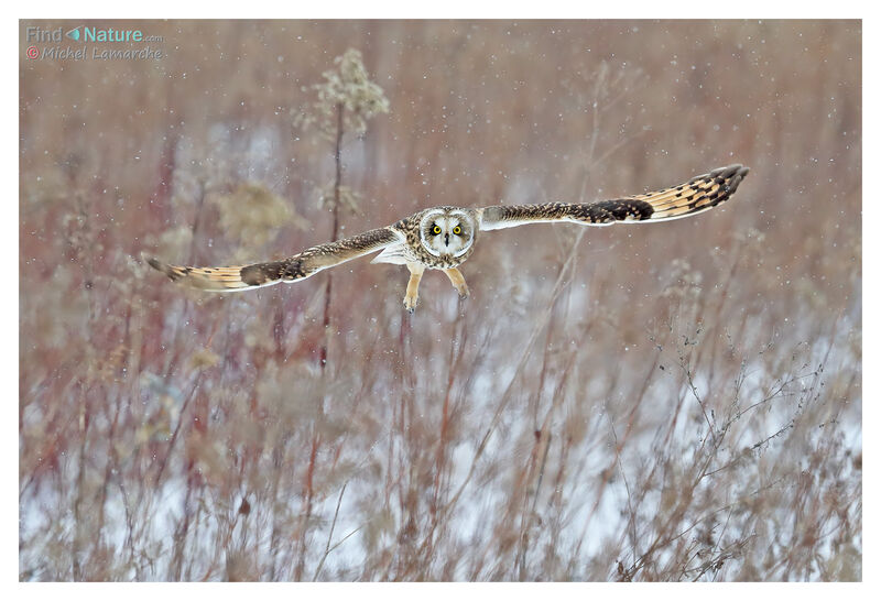 Hibou des marais, Vol