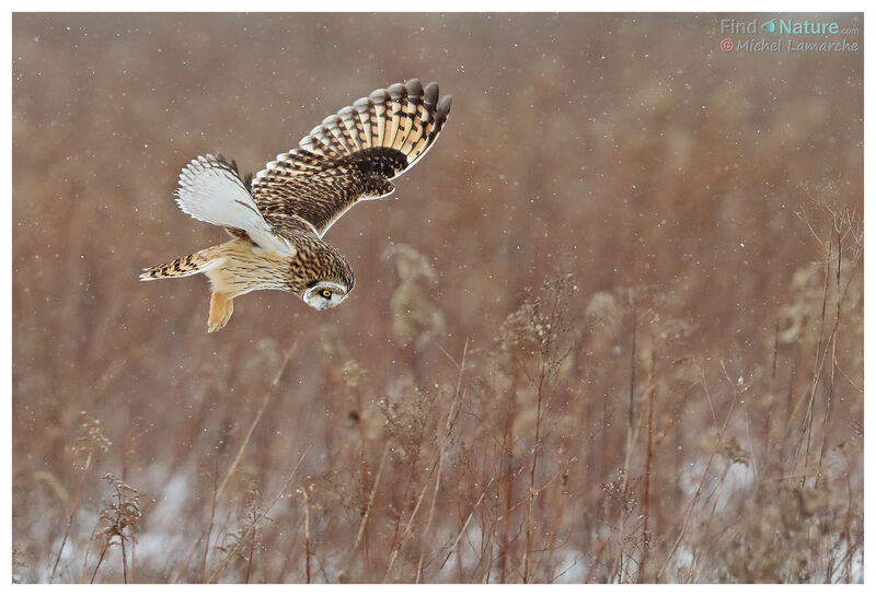 Hibou des marais, Vol