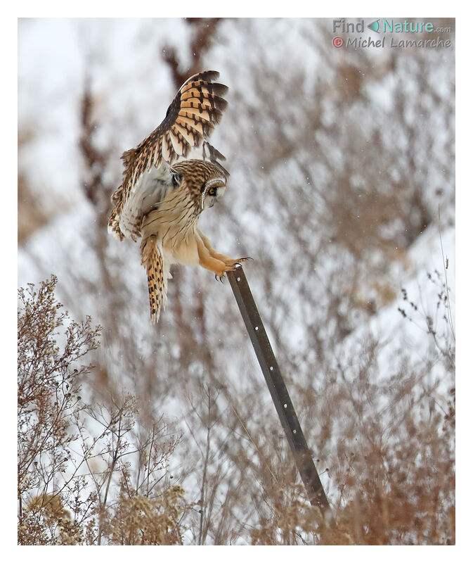 Short-eared Owl, Flight