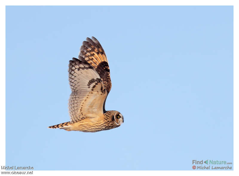 Hibou des marais, Vol