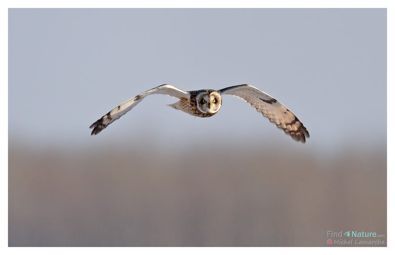 Hibou des marais, Vol