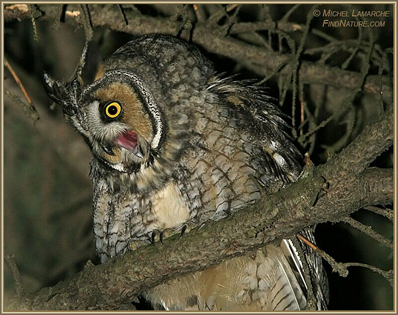 Long-eared Owl