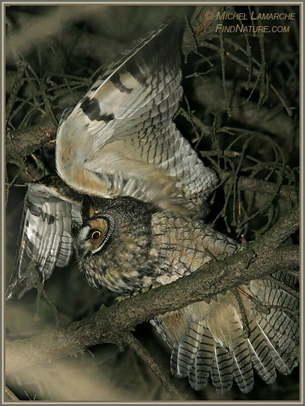 Long-eared Owl