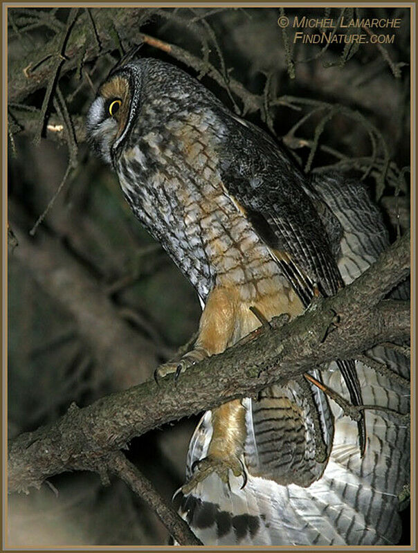 Long-eared Owl