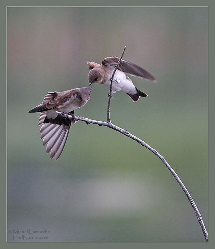 Northern Rough-winged Swallow