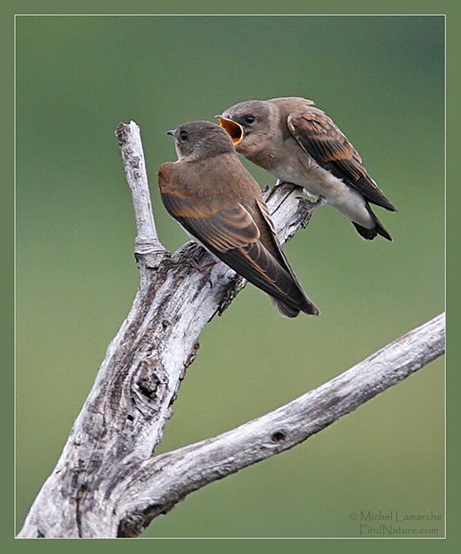 Northern Rough-winged Swallowjuvenile